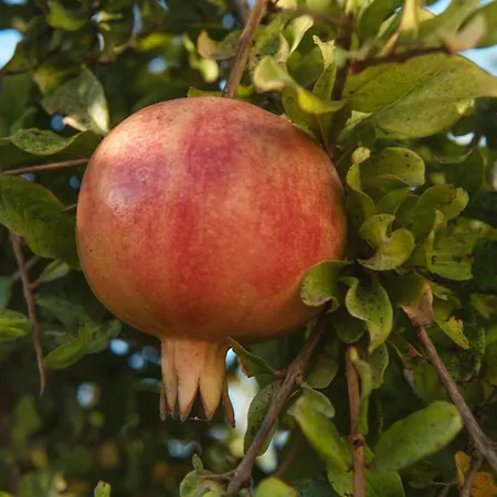 Prázdninový dům Armonia