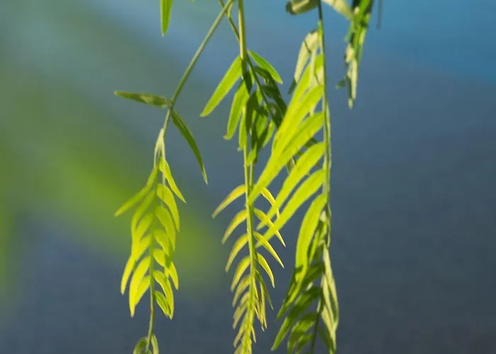 Armonia * Piso Livadi