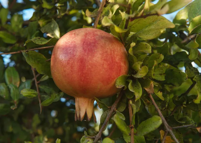 Casa de Férias Armonia